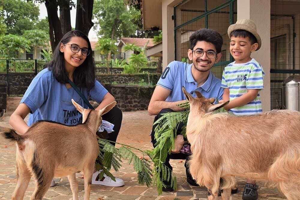 Feeding goats