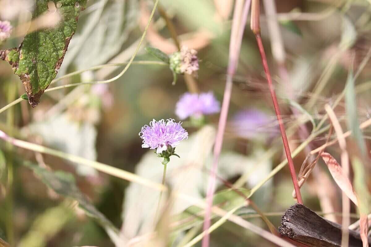 Wildflower close-up on a trail