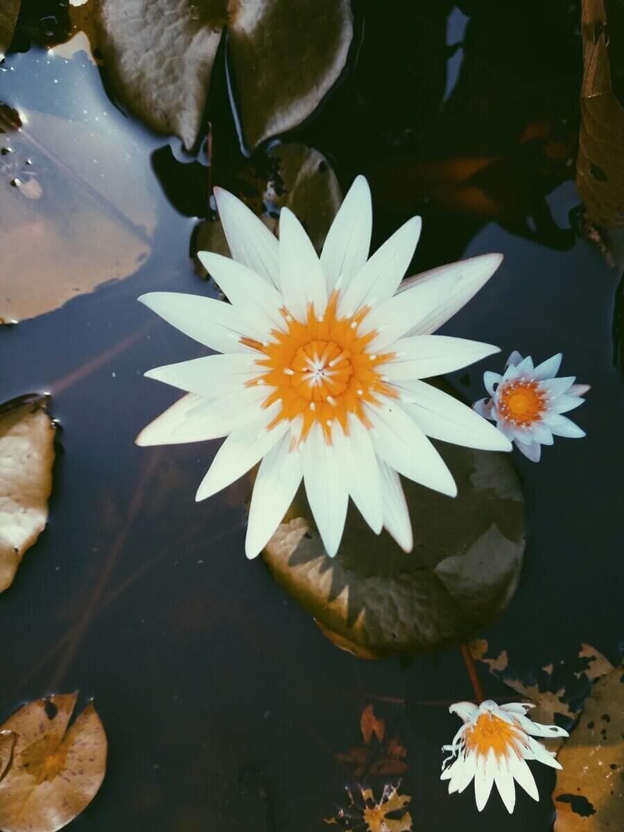 Quiet pond with floating flower