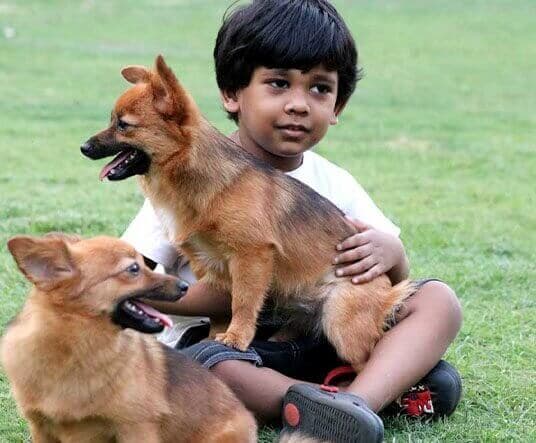 Dog family