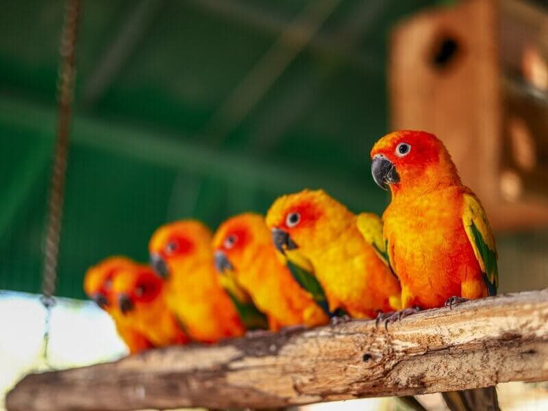 Exotic birds perched in the aviary at Manas Resort petting zoo, Igatpuri