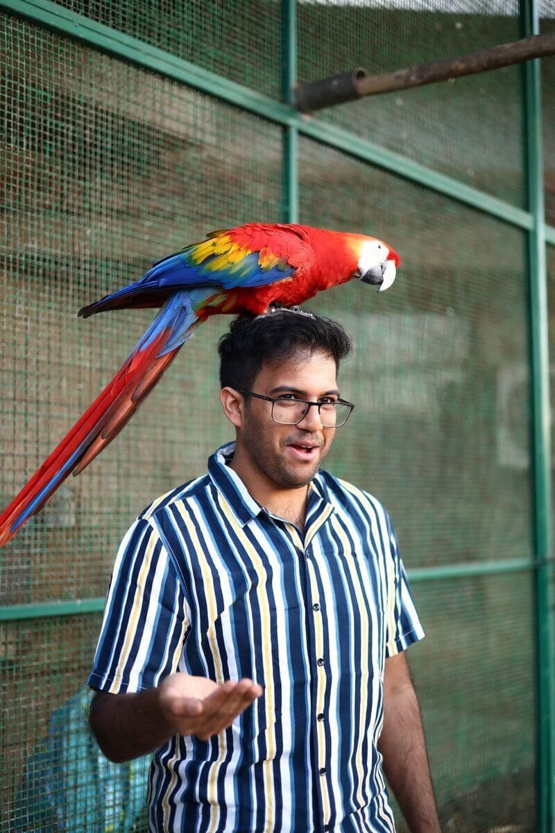 Birds in the supervised walk-in aviary at Manas Resort petting zoo, Igatpuri