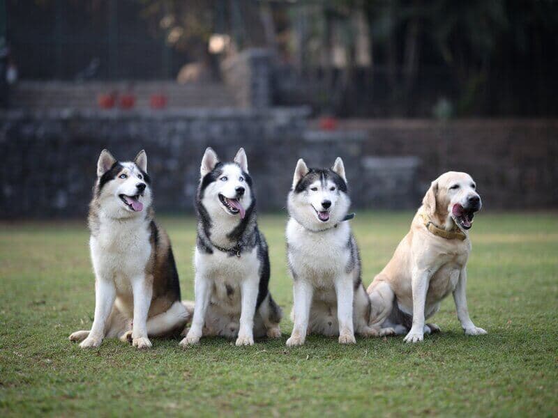 Dog Park - Huskies and Labrador group
