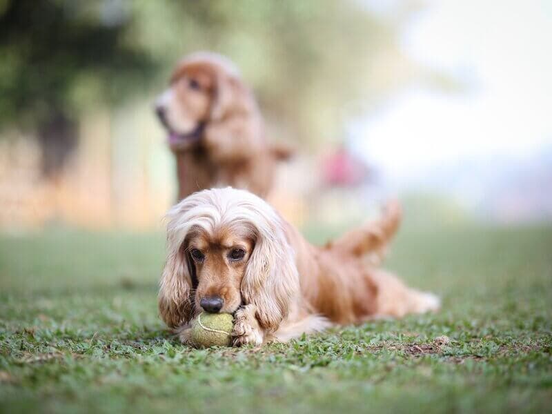Dog Park - Cocker Spaniel playtime
