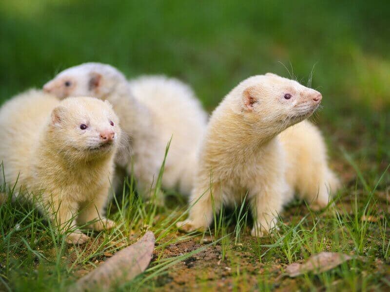 Three albino ferrets on grass at Manas Resort petting zoo, Igatpuri