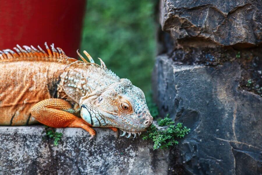 Petting Zoo - Meet our resident iguana