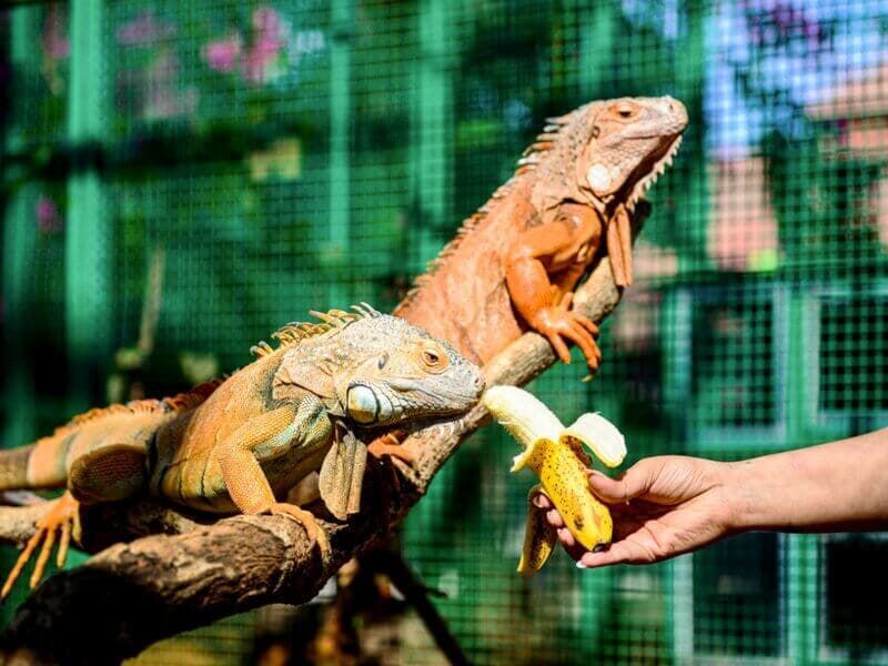 Petting Zoo - Interactive reptile feeding