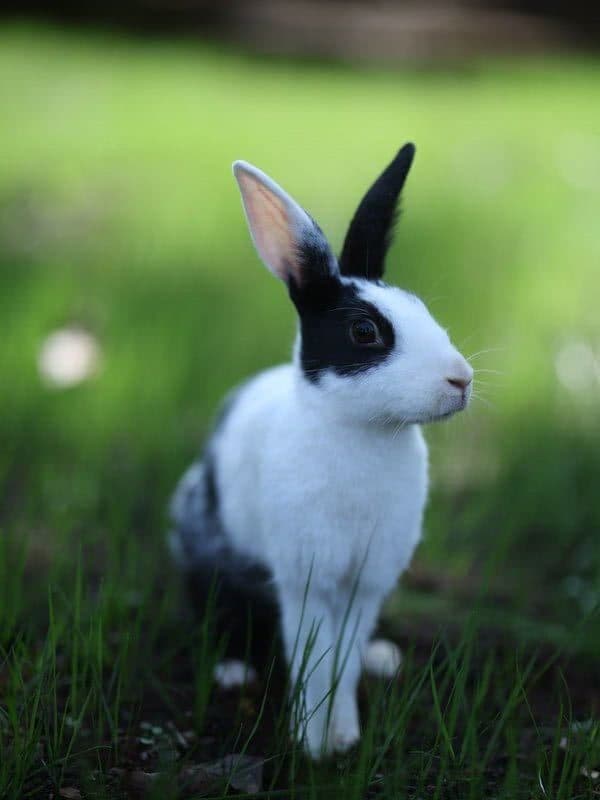 Black and white rabbit on grass at Manas Resort petting zoo, Igatpuri